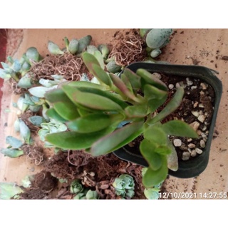 Cây sen đá bụi đỏ (hiện tại xanh)