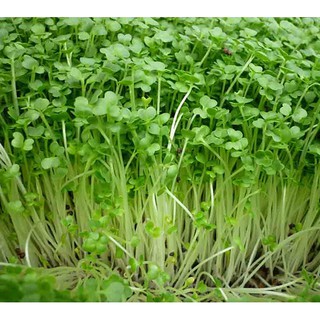 200GRAM Hạt Giống Rau Mầm Hướng Dương (KL| W22-KD: B1*W63*M103)
