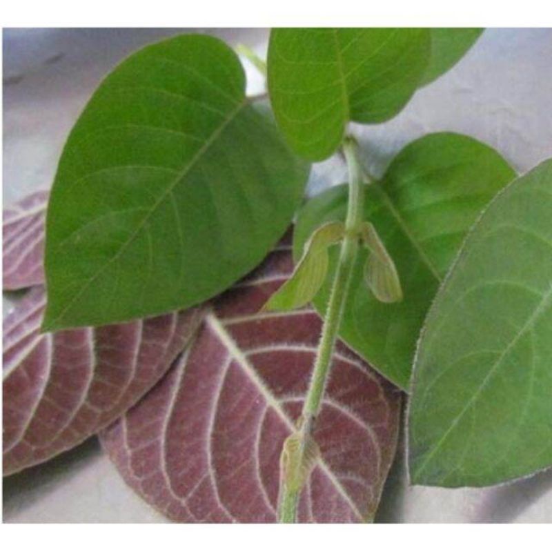 500g thân lá mơ tươi khách đặt mới hái