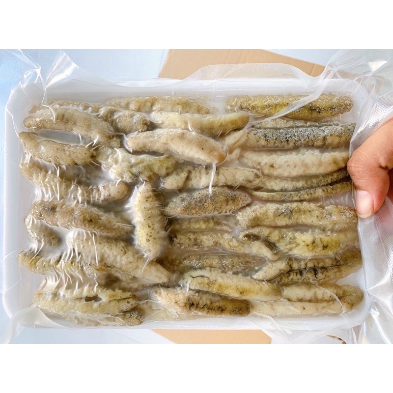 Giá sỉ Hải sâm gai - Hải sản kỳ hà - Q12