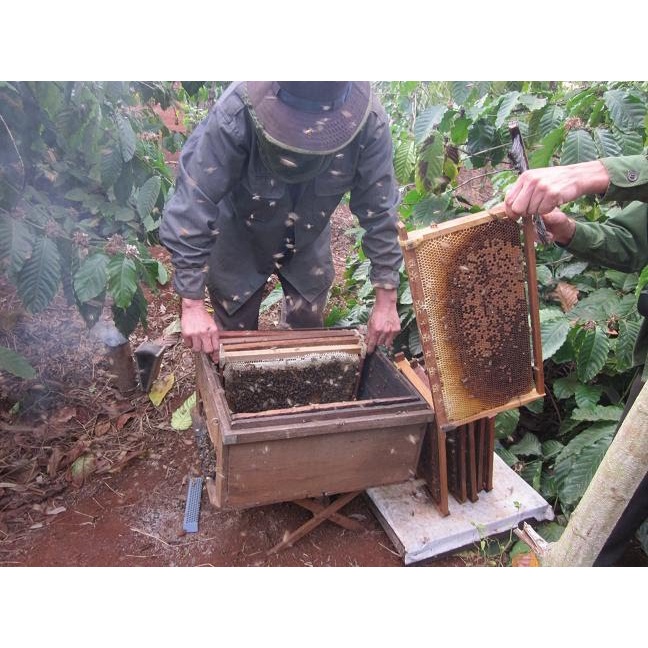 Mật Ong Hoa Cà Phê Đaklak -