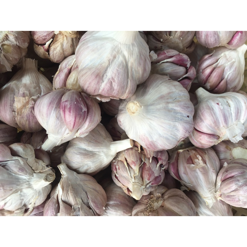 Tỏi hồng bụi Hà Nội củ to thơm vỏ màu tím nhạt đặt trưng gói 500g
