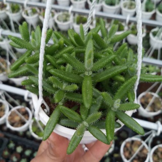 Sen đá mặt nạ lông chậu treo