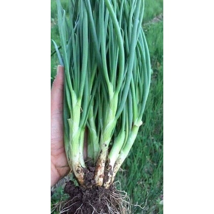 5gam hạt giống hành lá☘️☘️  SaLe Lớn ☘️☘️ nảy mầm cực đỉnh