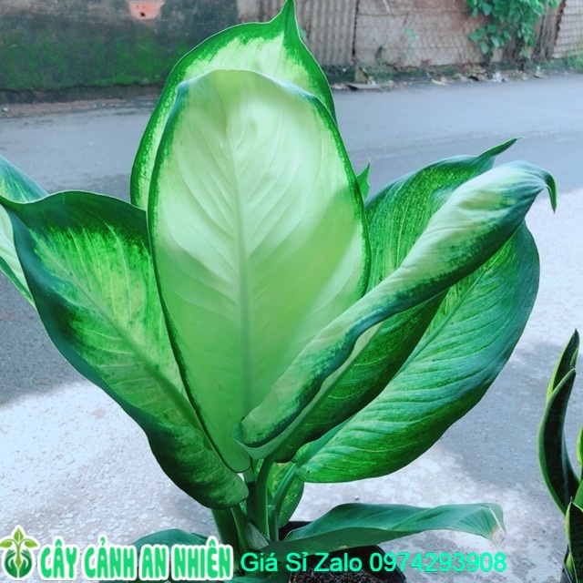 Cây Vạn Niên Thanh