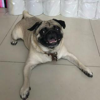 Phụ Kiện Giày Anh Khoa