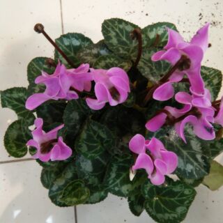 Chậu hoa anh thảo