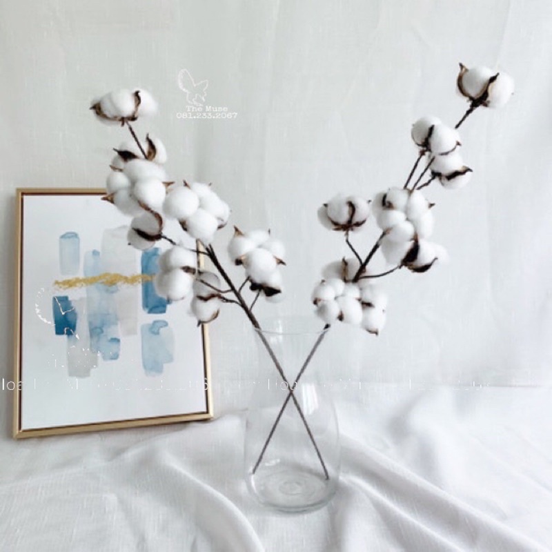 Hoa Bông Gòn - Hoa Khô Trang Trí - Mô Phỏng Cotton Flower - Chất Liệu Cao Cấp