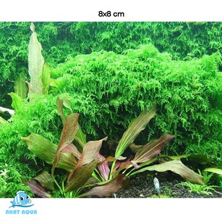 Rêu Thủy Sinh Weeping - Weeping moss