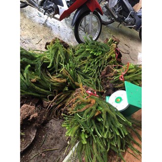 Cây thông đất khô 1kg