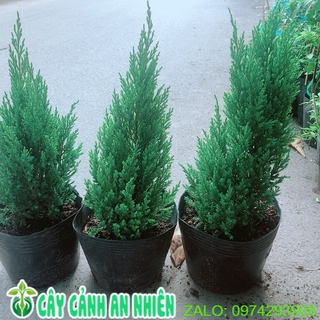Sơn Tùng 60cm (tính cả bầu)