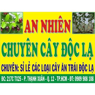 cây cherry brazil giống cao 50cm