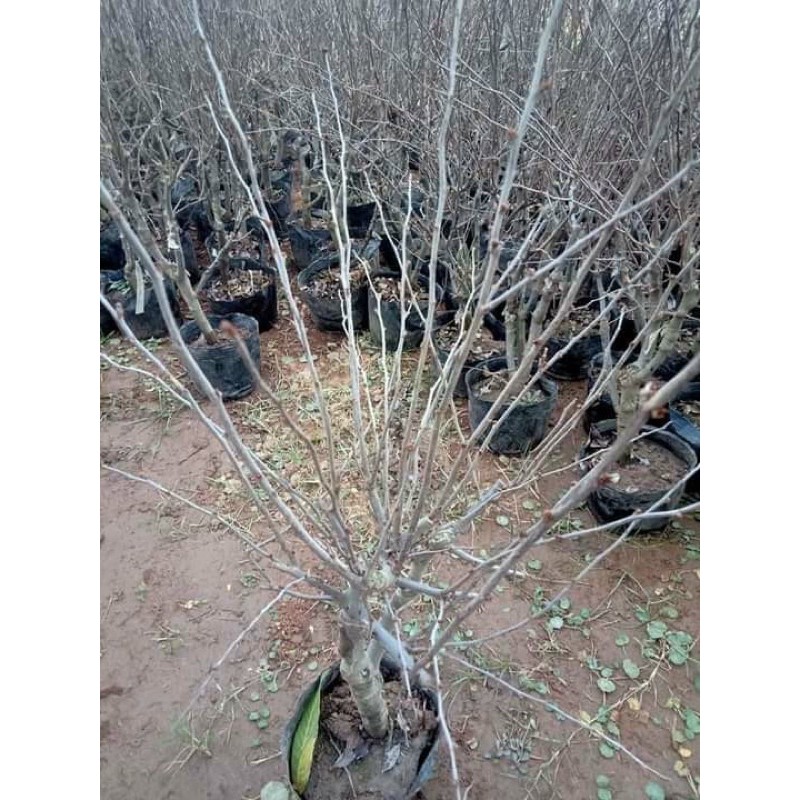 Cây hoa Mai đỏ bonsai Nhật Bản - giống siêu nụ cho hoa Tết Nguyên Đán