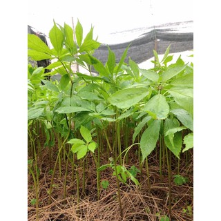 cây giống tam thất bắc hà
