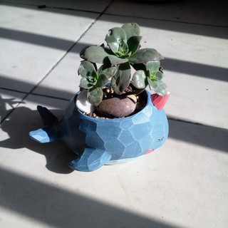Chậu cây Thú mini