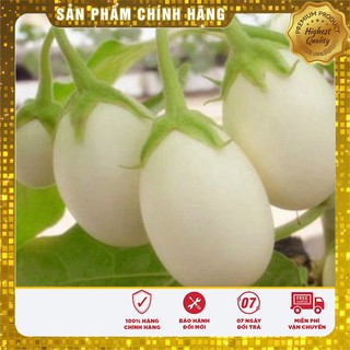 Bộ gói hạt giống Cà pháo (cà bát) (cà trứng) trắng