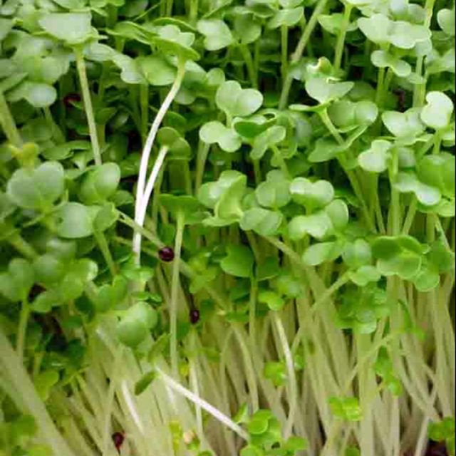 Hạt cải mầm