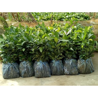 combo 20 CÂY QUẾ GIỐNG -CÂY CAO 30-40CM (bầu đất ổn định nhiều rễ bao sống 100%)