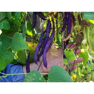 Hạt giống đậu cove tím