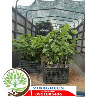 CÂY NA DỨA ĐÀI LOAN