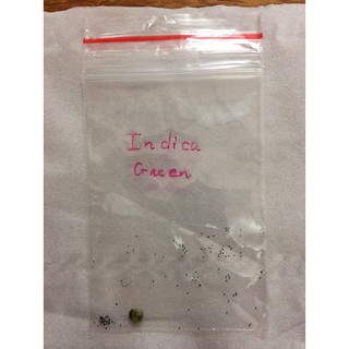 Hạt cây bắt mồi Drosera Indica Green