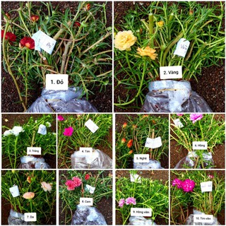 Hoa 10 giờ Thái, bông to, giá rẽ chỉ #23k, 1 bó 50 cây, đủ 10 màu riêng biệt cho khách lựa chọn