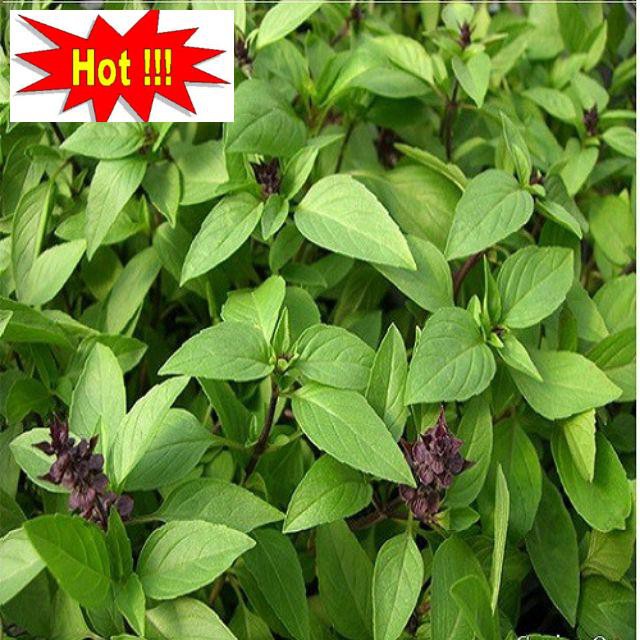 Hạt Giống Rau Húng Quế 2g