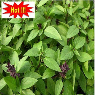Hạt giống rau húng quế 2g