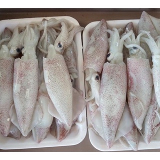 Mực ống khay 500gr