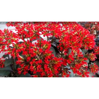 cây sống đời đỏ ( Đang nụ Hoa )