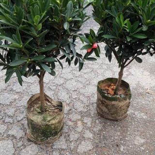 Trà tứ quý dáng 1 thân