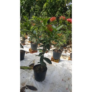 mẫu đơn mỹ hồng 1 cốt đang hoa