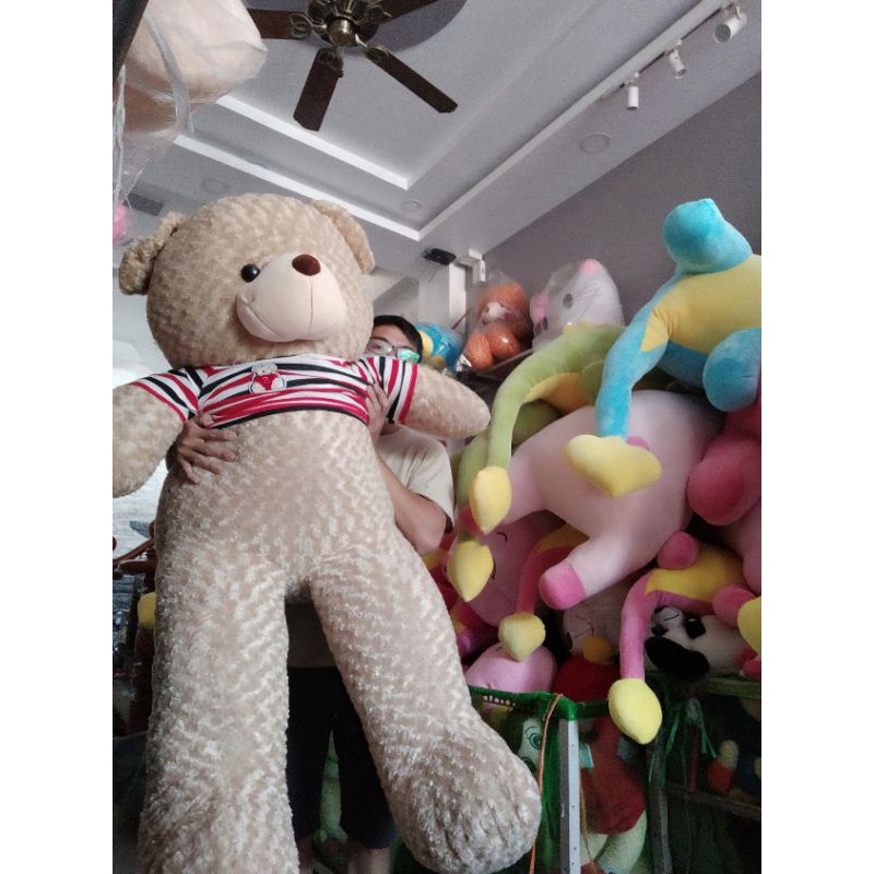 Gấu Teddy size 1m7 Mập ú, chân ngắn như hình