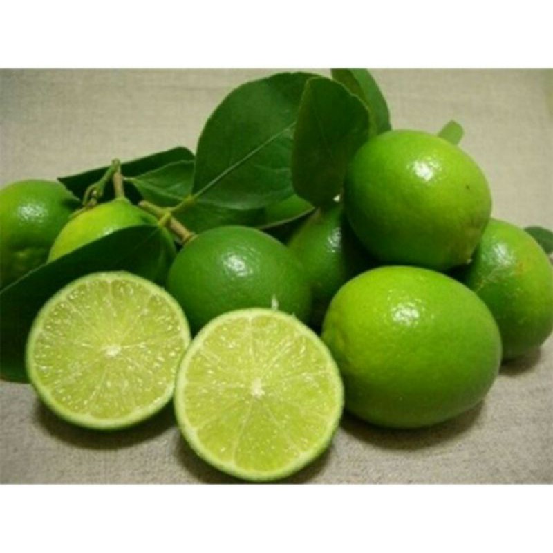 Chanh 🍋tứ quý bông tím cao 70cm