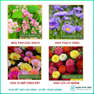 Combo Hạt Giống Hoa Tam Giác Mạch - Cúc Lá Nhám - Hoa Mười Giờ Mỹ Cánh Kép - Hoa Thạch Thảo