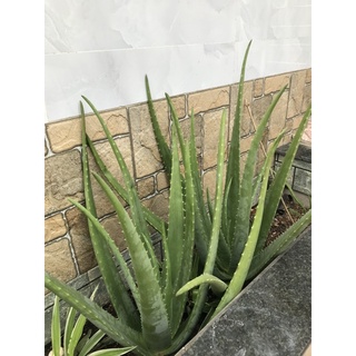 Nha đam tươi cắt bẹ