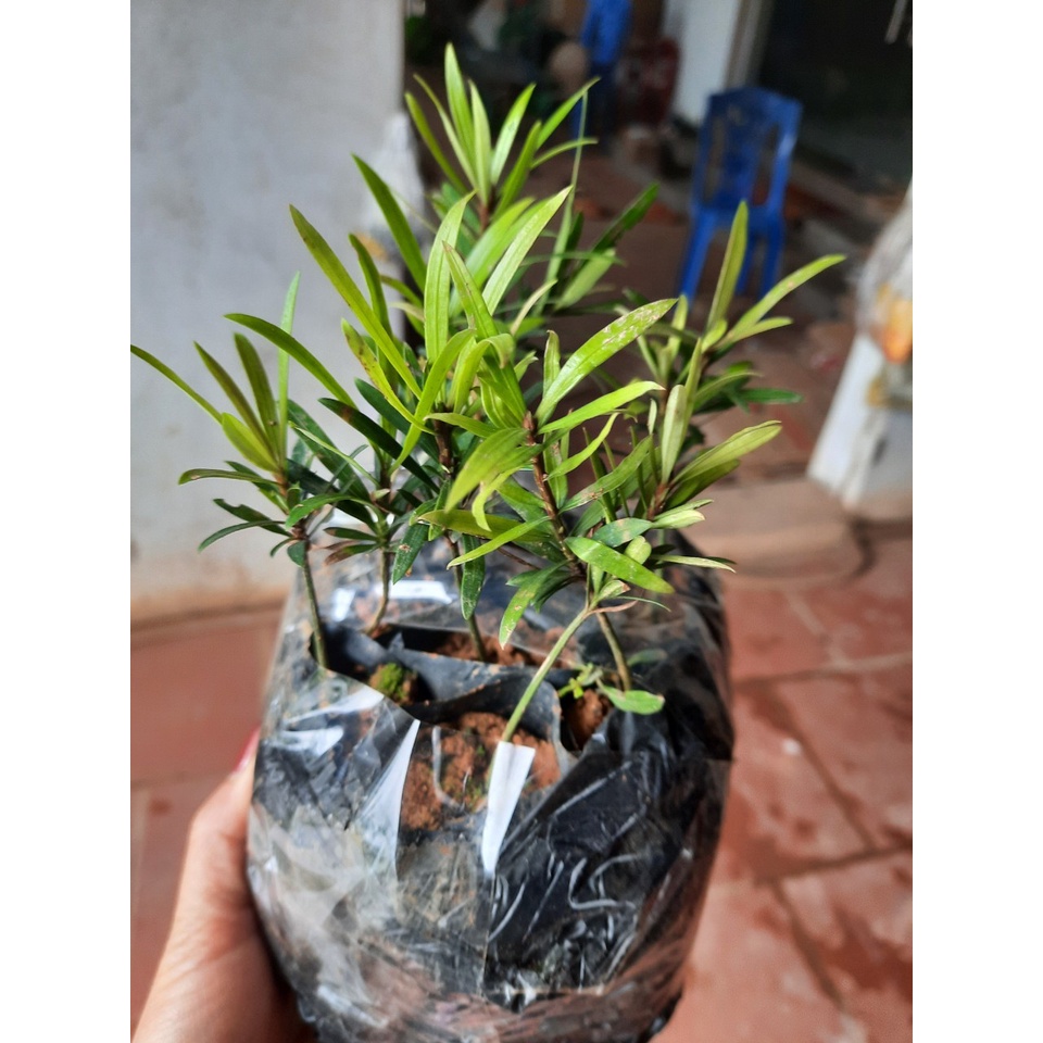 COMBO 10 CÂY GIỐNG TÙNG LA HÁN. CÂY PHONG THỦY(10 CÂY TẶNG 1 CÂY )