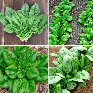 5gr - hạt giống cải bó xôi