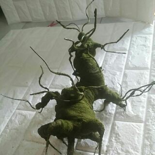 Gốc bonsai 40cm