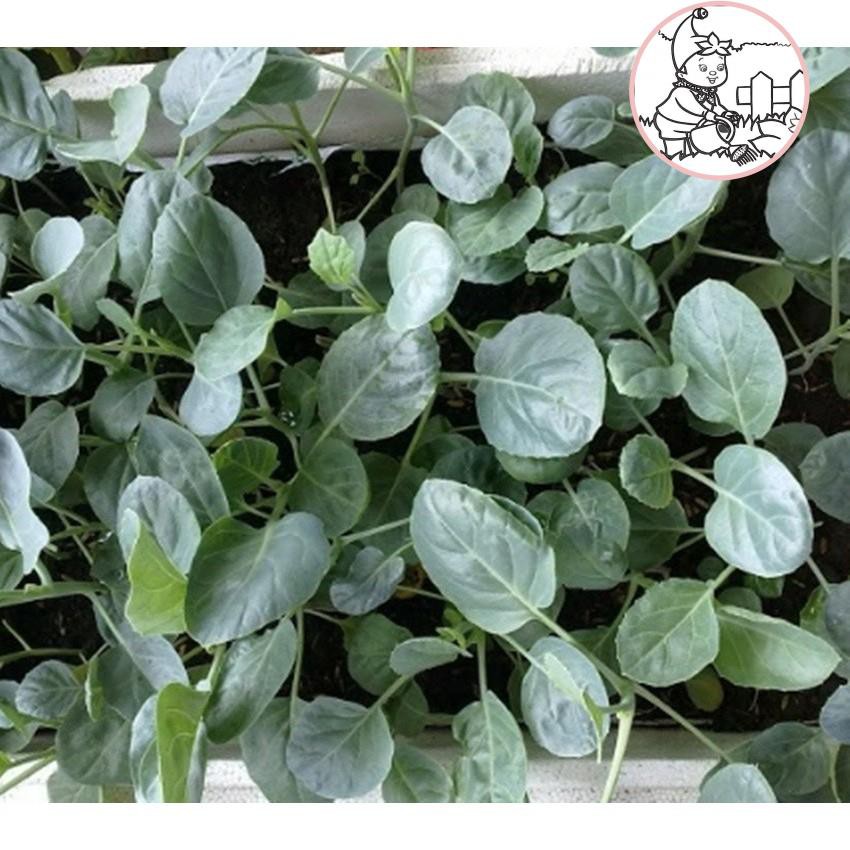 HẠT CẢI RỔ - GÓI 5 GRAM
