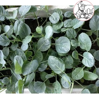 Hạt cải rổ - gói 5 gram