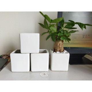 Chậu sứ vuông Bát Tràng 10x10 cm màu trắng