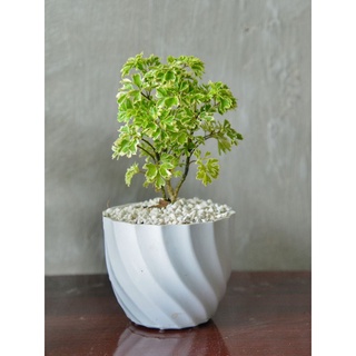 Cây đinh lăng mini cẩm thạch