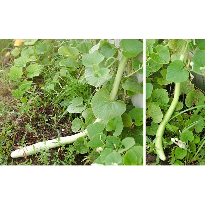 hạt giống bầu dài 2 mét ( siêu ngon)