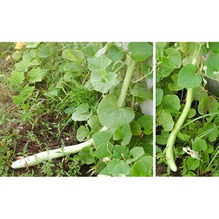 hạt giống bầu dài 2 mét ( siêu ngon)