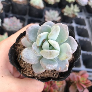 Sen Đá Liên Đài Trắng Cánh Mập |FREESHIP| XUẤT XỨ VIỆT NAM, ĐÃ THUẦN KHÍ HẬU, SIÊU KHOẺ ĐẸP, LỖI 1 ĐỔI 1