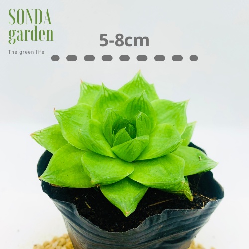 Sen đá ngọc lá lớn SONDA GARDEN size bé 5-8cm, xuất xứ Đà Lạt, khoẻ đẹp, lỗi 1 đổi 1