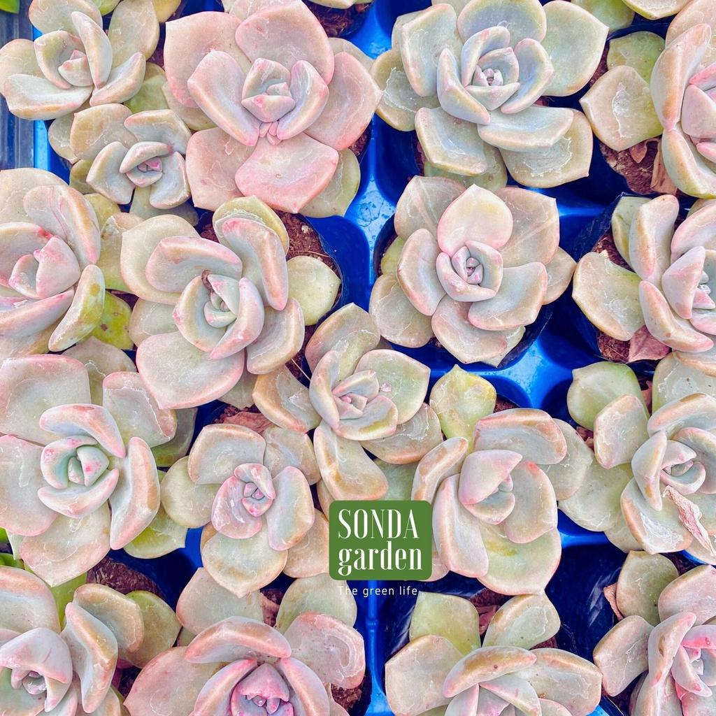 Sen đá hồng hoang SONDA GARDEN size bé 5-8cm, cây cảnh trang trí nhà cửa, lỗi 1 đổi 1