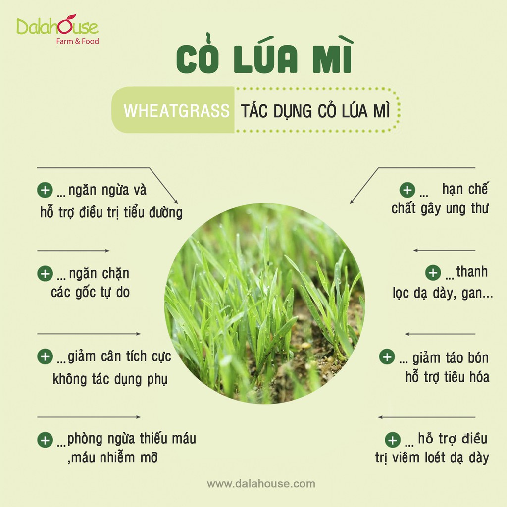 Bột cỏ lúa mì hữu cơ Dalahouse nguyên chất sấy lạnh 60gr tốt cho tim mạch, đạt chuẩn Châu Âu