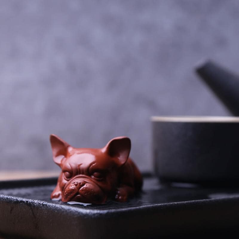 Pet bàn trà bull nằm ngủ